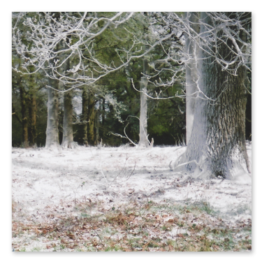 Frost - Sonneti - Windsor Great Park
